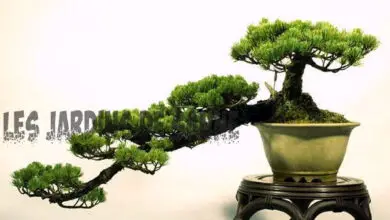 Photo of Creare un bonsai a cascata – Forma e stile
