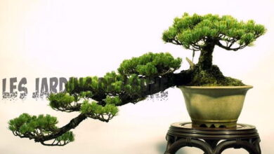 Photo of Creare un bonsai a cascata – Forma e stile