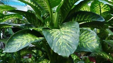 Photo of Cultivo de la Dieffenbachia Dumbcane – Cómo cuidar una planta de Dieffenbachia