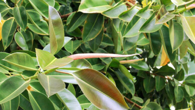 Photo of Cura degli alberi di ficus: consigli per la crescita dei ficus indoor