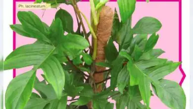 Photo of Cura dei filodendri Xanadu: consigli per la coltivazione indoor dei filodendri Xanadu