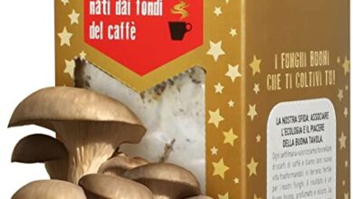 Photo of Cura dei funghi delle ostriche – Come coltivare i funghi delle ostriche in casa