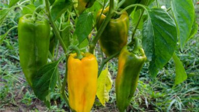 Photo of Cura dei peperoni: come coltivare le piante di peperoni