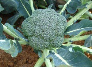 Photo of Cura del Broccolo Romanesco – Come coltivare le piante di broccolo Romanesco