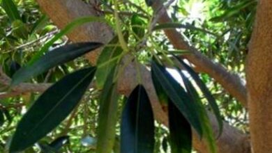 Photo of Cura del ficus a foglia di banana: maggiori informazioni sugli alberi di fico a foglia di banana
