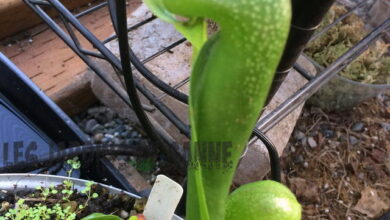 Photo of Cura del giglio cobra : Consigli per la coltivazione di una pianta di giglio cobra