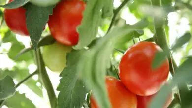 Photo of Cura del pomodoro rosso di ottobre – Come coltivare una pianta di pomodoro rosso di ottobre