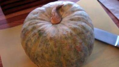 Photo of Cura della zucca Hubbard – Come coltivare una pianta di zucca Hubbard