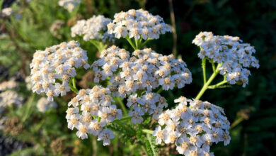 Photo of Cura dell’achillea – L’achillea che cresce nel tuo giardino