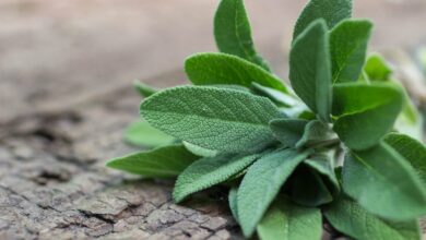 Photo of Cura delle erbe di salvia in vaso – Come coltivare piante di salvia in casa