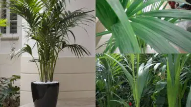 Photo of Cura delle palme indoor – Coltivazione delle palme indoor