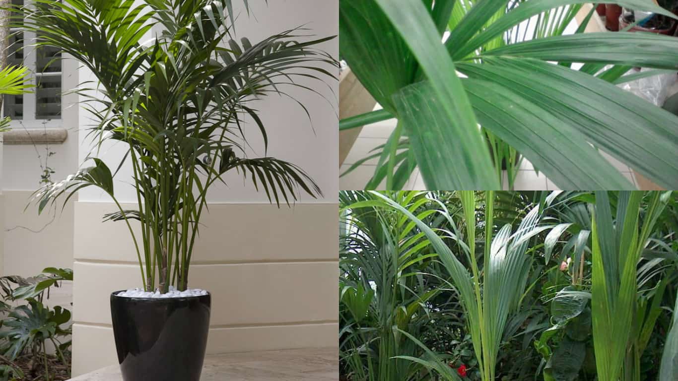 Cura delle palme indoor Coltivazione delle palme indoor Il Giardino Commestible