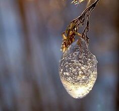 Photo of Cura delle piante a goccia Queen’s Teardrop – Consigli per la coltivazione di piante a goccia Queen’s Teardrop