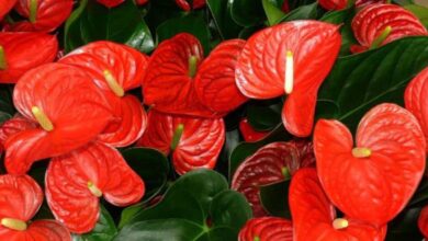 Photo of Cura delle piante di anthurium: imparare a reimpiantare gli anthurium