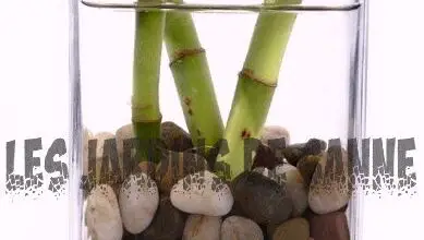 Photo of Cura delle piante di bambù fortunati: come evitare che un bambù fortunato marcisca