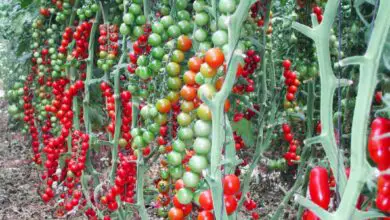 Photo of Cura delle piante di pomodoro in serra: consigli per la coltivazione del pomodoro in serra