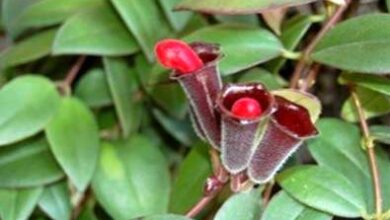 Photo of Cura delle piante di rossetto – Consigli per la coltivazione di piante di rossetto