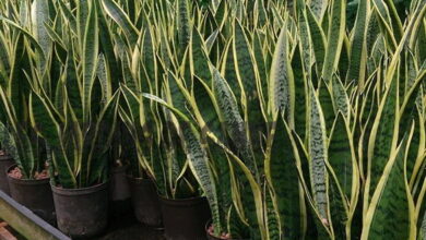 Photo of Cura delle piante di serpente a sonagli: come far crescere le piante da appartamento di serpente a sonagli