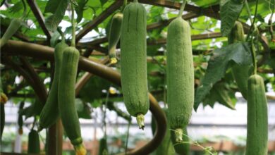 Photo of Cura delle piante di zucca Luffa: informazioni sulla coltivazione della zucca Luffa