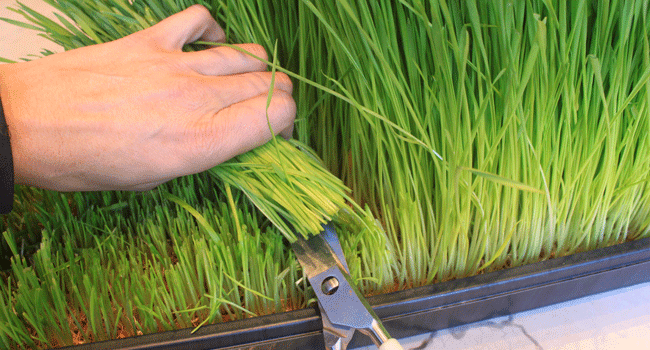 Photo of Cura dell’erba di grano: coltivare l’erba di grano in casa e in giardino