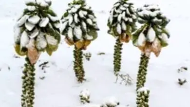 Photo of Cura invernale dei cavolini di Bruxelles: come coltivare i cavolini di Bruxelles in inverno