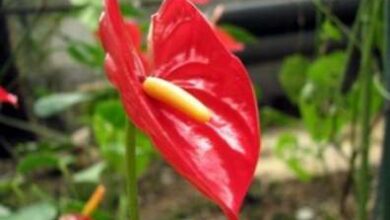 Photo of Curare gli anthurium che crescono in giardino o in casa