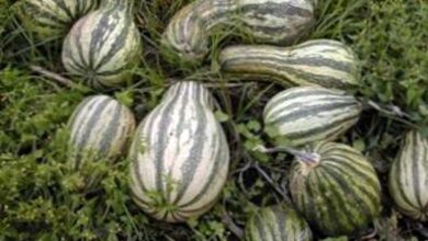 Photo of Cushaw Squash Plants – Come e quando piantare Cushaw Squash