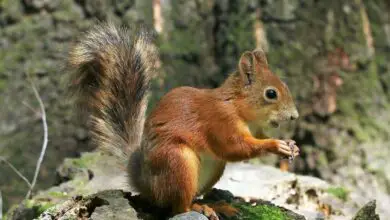 Photo of Danni agli alberi di scoiattoli: come ridurre al minimo i danni agli alberi di scoiattoli