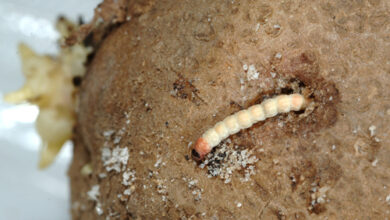 Photo of Danni ai vermi della patata – Consigli per il controllo dei vermi della patata