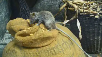 Photo of Danni alla corteccia del topo: impedire ai topi di mangiare la corteccia