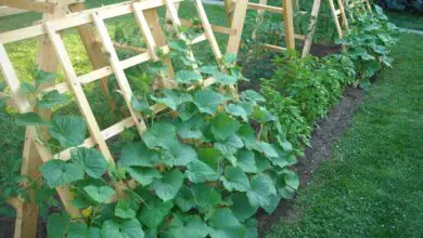 Photo of Danni alle piante di cetriolo: consigli per proteggere le piante di cetriolo in giardino