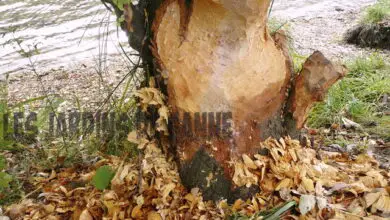 Photo of Danni del castoro agli alberi: come proteggere gli alberi dai danni del castoro