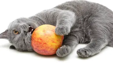 Photo of Deformazione della frutta dovuta alla presenza di gatti: maggiori informazioni sulla presenza di gatti nei pomodori