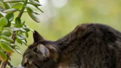 Photo of Detergere i gatti con le piante d’appartamento: Proteggere le piante d’appartamento dai gatti