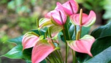 Photo of Divisione piante di Anthurium: come e quando dividere gli anthurium