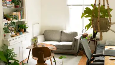 Photo of Dove mettere le piante d’appartamento a casa tua