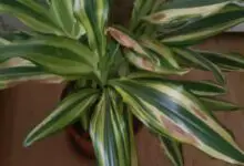 Photo of Dracena foglie sono marroni – Che cosa provoca foglie marroni nelle piante Dracena