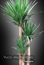 Photo of È una dracaena o una yucca – Come distinguere una yucca da una dracena