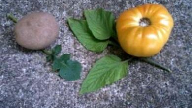 Photo of Eva Purple Ball Care: come far crescere una pianta di pomodoro Eva Purple Ball