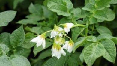 Photo of Famiglia di piante Solanum: informazioni sul genere Solanum