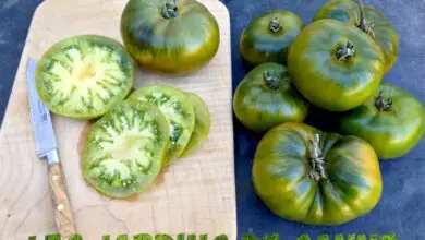 Photo of Fatti sui pomodori verdi della Moldavia: Cos’è un pomodoro verde della Moldavia?