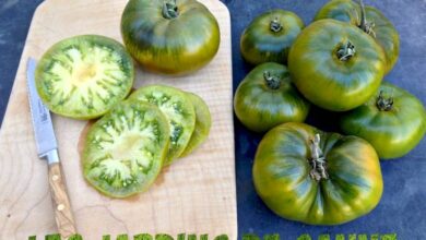 Photo of Fatti sui pomodori verdi della Moldavia: Cos’è un pomodoro verde della Moldavia?