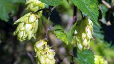 Photo of Fertilizzante per la pianta del luppolo: come e quando alimentare le piante di luppolo