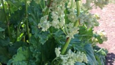 Photo of Fiori di rabarbaro: cosa fare quando il rabarbaro va a seme