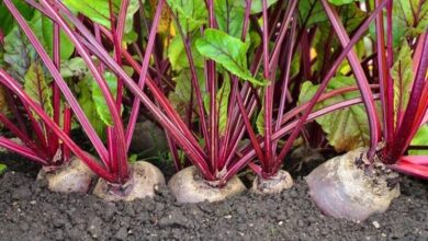 Photo of Fioritura della pianta di barbabietola: come evitare l’avvitamento della barbabietola