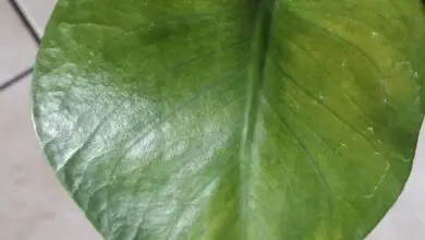 Photo of Foglia di pianta d’appartamento spaccata: cosa fare con le foglie che si spezzano a metà