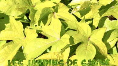 Photo of Foglie di patata dolce gialla: perché le foglie di patata dolce diventano gialle?