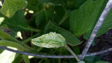 Photo of Foglie di pomodoro diventano bianche: come trattare le piante di pomodoro con foglie bianche