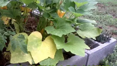 Photo of Foglie di zucca gialle: perché le foglie di zucca diventano gialle