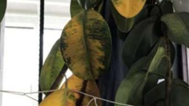 Photo of Foglie gialle dell’albero della gomma – Ragioni per l’ingiallimento delle foglie di un albero della gomma